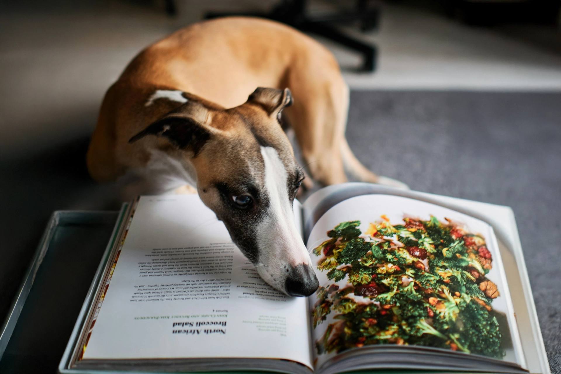 Brauchen Hunde Abwechslung beim Futter
